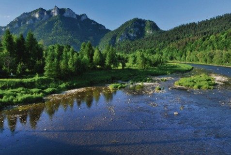 Pleniny