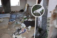 Pejsek chtěl utéct před pekelným týráním: Skočil z okna a oběsil se