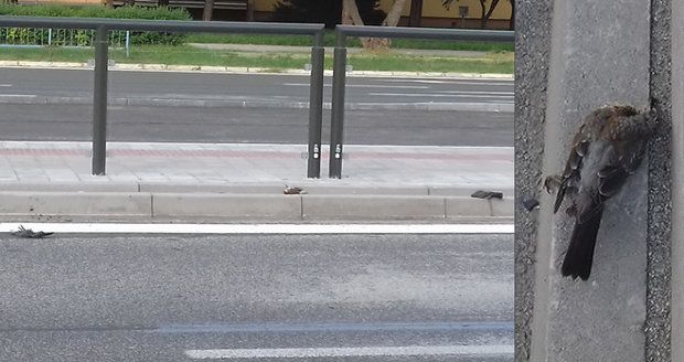 Smrt prší z nebes: V Košicích jsou ulice posety mrtvými holuby!