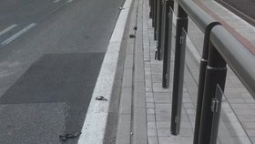 Zastávky v Košicích jsou posety mrtvými holuby.