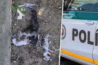 Hrůzný nález pěti utopených koťátek! Policie pátrá po vrahovi němých tváří