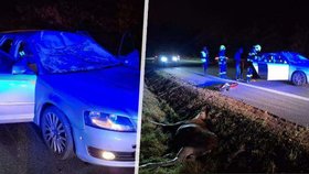 Losice vběhla pod auto u Košic, dva zranění, zvíře nepřežilo.