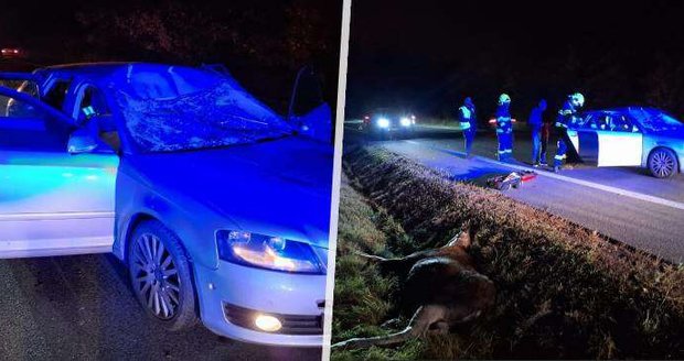 Auto v plné rychlosti srazilo losa: Strach o Emila