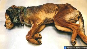 Policie obvinila Lucii D., která měla utýrat psa v obci Nitra nad Ipľom.
