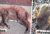 Krutá smrt šelem: Medvídě přejelo auto, medvědici rozválcoval vlak