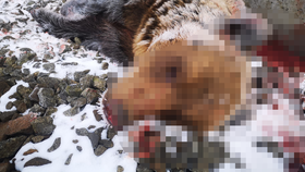 Vlakem sražený medvěd na Slovensku