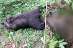 Na Slovensku našli dva mrtvé medvědy. Jednoho zastřelili, druhého zřejmě někdo otrávil.