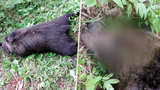 Krutý nález ochranářů: Medvědici někdo zastřelil, medvěda patrně otrávili