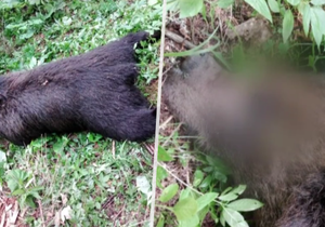 Na Slovensku našli dva mrtvé medvědy. Jednoho zastřelili, druhého zřejmě někdo otrávil.