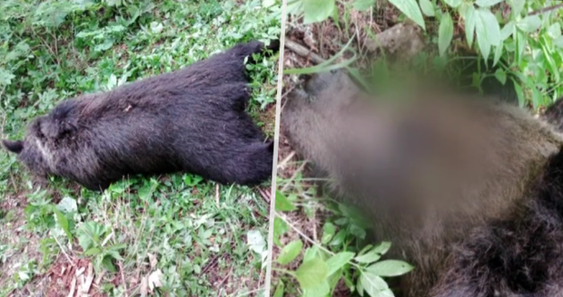 Krutý nález ochranářů: Medvědici někdo zastřelil, medvěda patrně otrávili