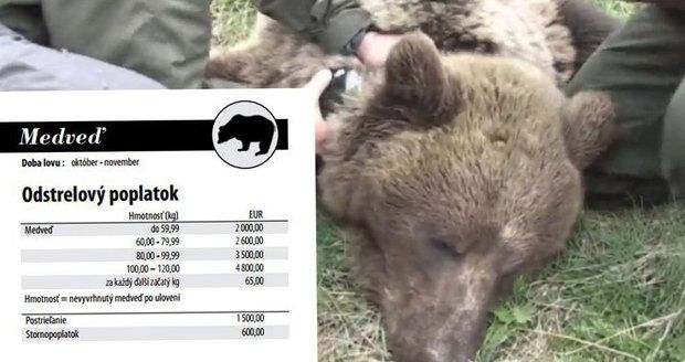 Chcete si zastřelit medvěda? Na Slovensku to jde jednoduše, jen zaplatíte až stovky tisíc korun.
