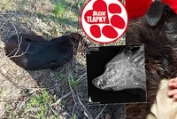 Bestiální tyran: Dva pejsky vylákal na kus šunky a pak je postřelil! Jeden zázrakem přežil