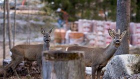 V Nízkých Tatrách roste hotel: Fotograf na snímcích zachytil zmatená zvířata.