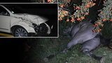 Na Kroměřížsku utekli z ohrady koně: Jeden zemřel po střetu s autem