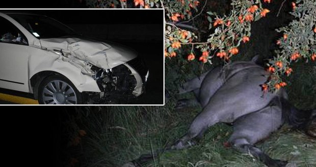 Drastické: Auto se srazilo s koněm! Zvíře prokoplo řidiči (†29) lebku