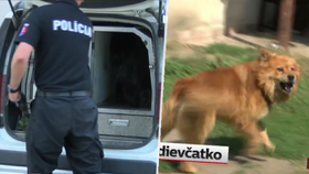Pes na Slovensku pokousal osmiletou dívku.