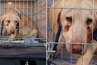 Český řidič za hranicemi vyhodil zbídačenou fenku: Zvíře má na hlavě hluboké krvavé rány