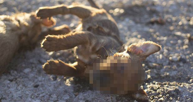 Strážníci brutálně zabili štěňátka: Hodili je do žumpy! Po 4 letech je konečně odsoudili