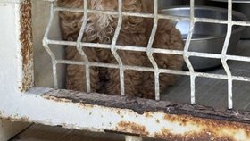 Byla mezi nimi i štěňátka a šlo o několik různých plemen