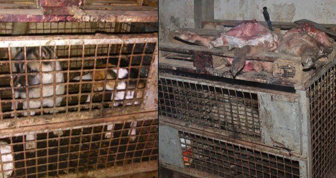 Všude se válí zdechliny: Slovenský veterinář chová psy v nechutných podmínkách a říká tomu psí hotel.