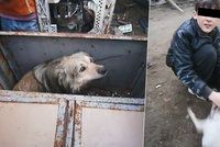 Šokující zpráva ze Slovenska: Romové prodávali psy na maso Vietnamcům