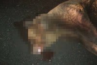 Řidič dodávky srazil 200 kg vážícího medvěda: Obří šelma nepřežila!