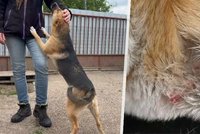 Muž na sídlišti zmlátil štěně hokejkou: Po útoku musí pes na operaci