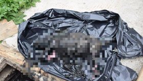 Utýraného pejska vytáhli z žumpy pod Tatrami! Policie již obvinila podezřelého