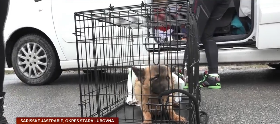 Týrané štěně: Dorostenci ho předhodili dvěma psům, kteří ho zuřivě pokousali!