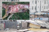 Ocitli jsme se na psí zabijačce! V romské osadě před ochranáři zvířat stáhli psa z kůže