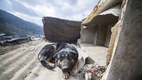 Ocitli jsme se na psí zabijačce! V romské osadě před ochranáři zvířat stáhli psa z kůže.
