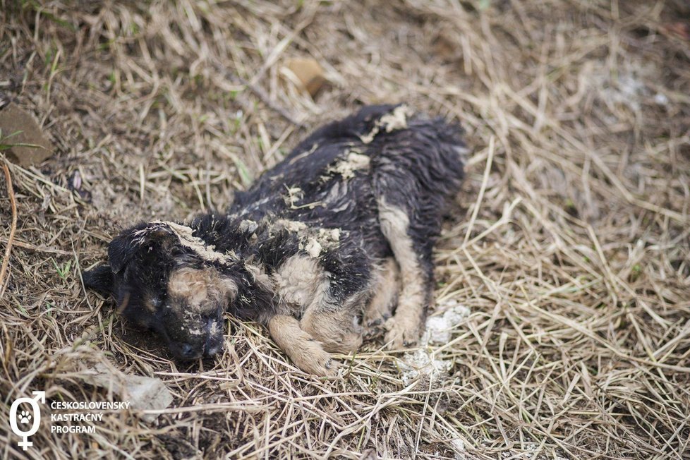 Ocitli jsme se na psí zabijačce! V romské osadě před ochranáři zvířat stáhli psa z kůže