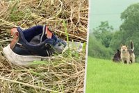 Horor po cestě do školy: Chlapce (12) napadla smečka zuřivých psů