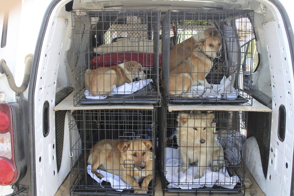 Brutální týrání psů v romské osadě: 9 se jich podařilo zachránit, dalších 20 na záchranu čeká.