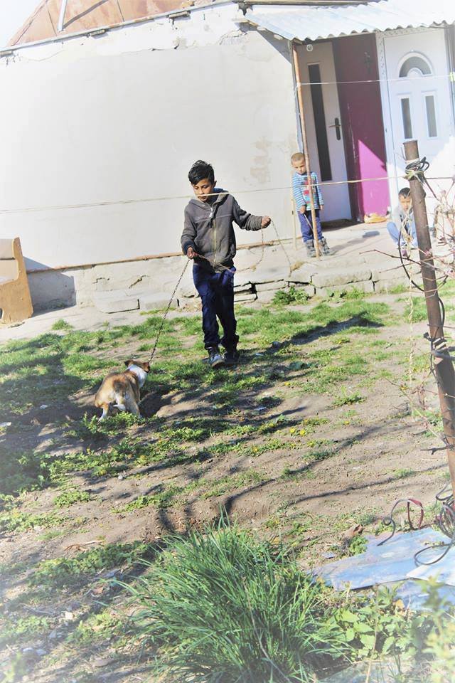 Záchrana psů z romské osady: Některé museli odvézt i s řetězy, nešli uvolnit