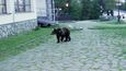 Před dvěma roky se medvěd procházel ve Smokovci.