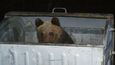"Kontejneroví" medvědi si zvykli hledat potravu mezi odpadky u hotelů a horských chat. Ti pak ztrácejí přirozenou plachost a mohou kdykoli napadnout člověka.