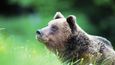 Medvědi každý rok napadnou na Slovensku sedm nebo osm lidí a napáchají poměrně značné škody na volně se pasoucích stádech ovcí a skotu.