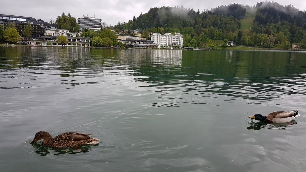 Bled