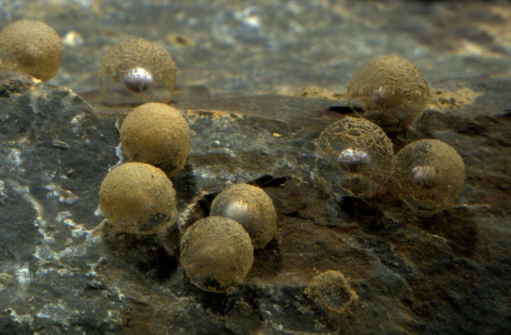 V roce 2016 to bylo poprvé, kdy bylo ve výstavním akváriu  možné sledovat samičku macaráta jeskynního klást vajíčka. Z těch se vylíhlo 21 „malých dráčků“.