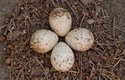 Sluky snášejí obvykle čtyři vajíčka. Hnízdo je jen mělká jamka v&nbsp;zemi vystlaná listím