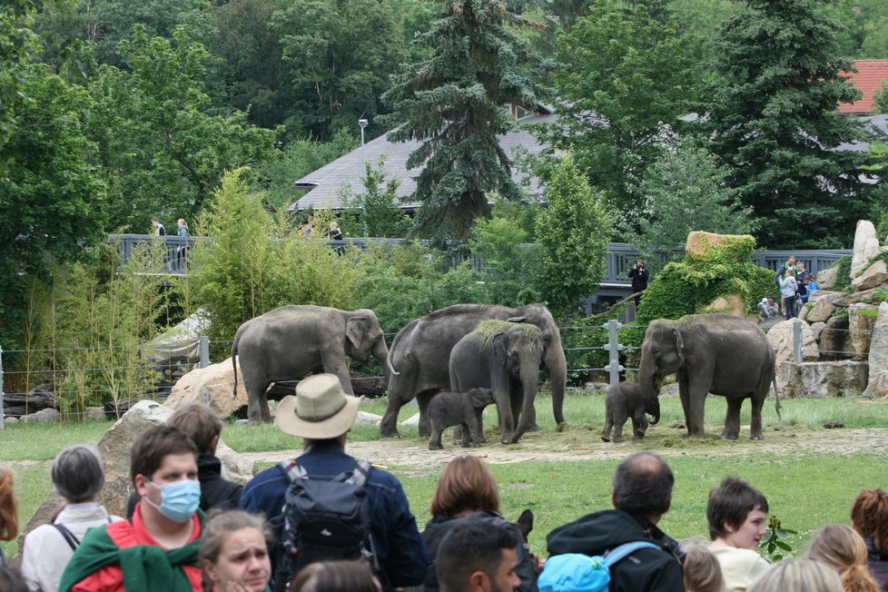 V pražské zoo proběhl křest dvou přírůstků do sloního stáda, slůňata dostala jména Amalee a Lakuna.