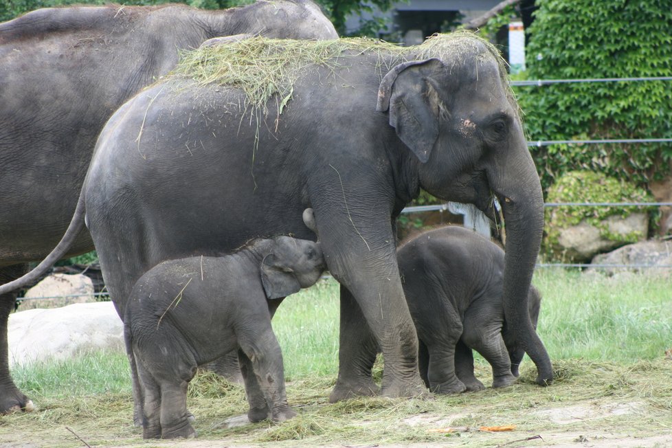 V pražské zoo proběhl křest dvou přírůstků do sloního stáda, slůňata dostala jména Amalee a Lakuna.