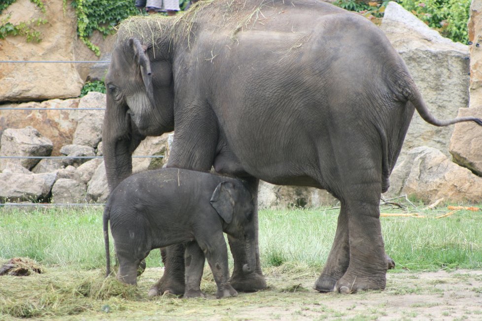 V pražské zoo proběhl křest dvou přírůstků do sloního stáda, slůňata dostala jména Amalee a Lakuna.