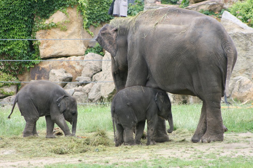 V pražské zoo proběhl křest dvou přírůstků do sloního stáda, slůňata dostala jména Amalee a Lakuna.