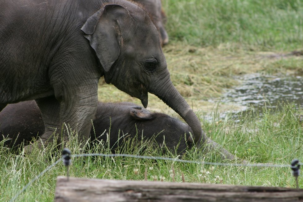 V pražské zoo proběhl křest dvou přírůstků do sloního stáda, slůňata dostala jména Amalee a Lakuna.