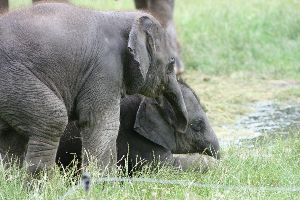 V pražské zoo proběhl křest dvou přírůstků do sloního stáda, slůňata dostala jména Amalee a Lakuna.