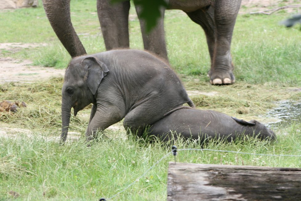 V pražské zoo proběhl křest dvou přírůstků do sloního stáda, slůňata dostala jména Amalee a Lakuna.