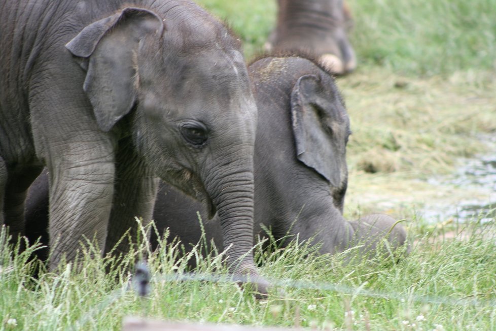 V pražské zoo proběhl křest dvou přírůstků do sloního stáda, slůňata dostala jména Amalee a Lakuna.