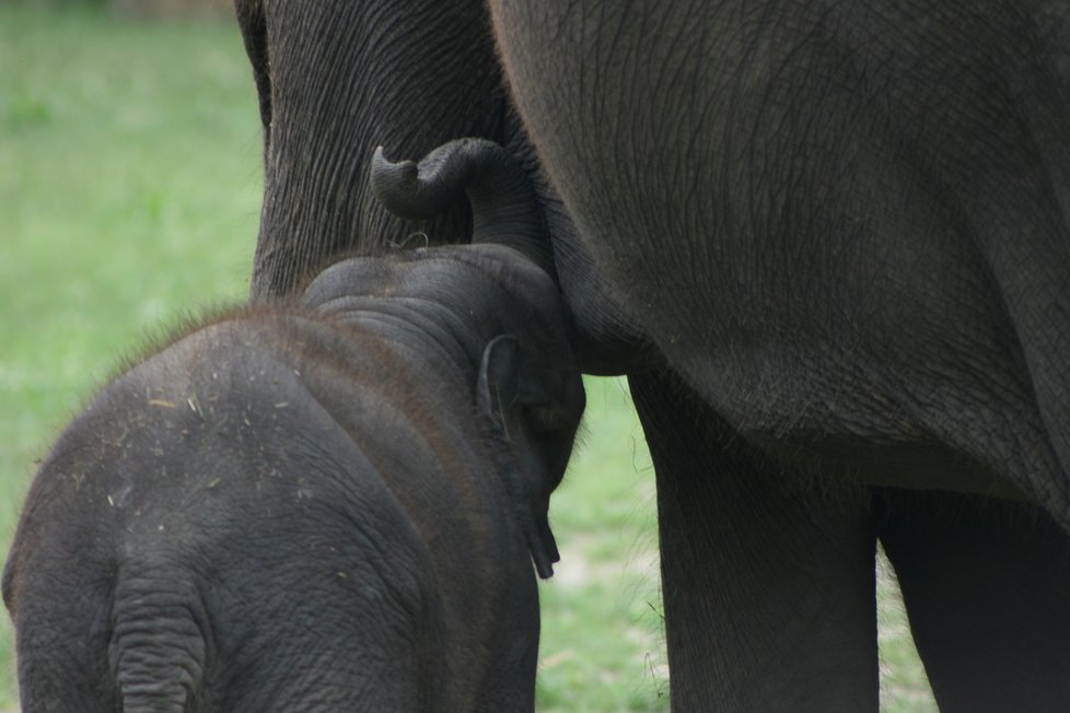 V pražské zoo proběhl křest dvou přírůstků do sloního stáda, slůňata dostala jména Amalee a Lakuna.